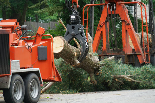 Best Grass Overseeding  in USA